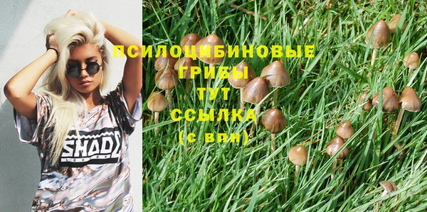 прущие грибы Пересвет