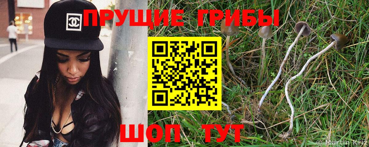 Таганрог  Псилоцибиновые грибы прущие грибы  Вход с VPN 